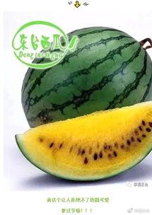 喜欢吃瓜的集合,揭秘爱吃瓜人群的独特魅力