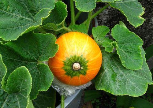 哺乳期吃葫芦瓜,营养美味两不误