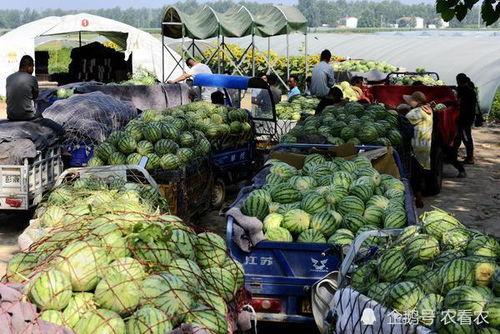 漳州科技职业吃瓜,揭秘校园里的“吃瓜”文化现象