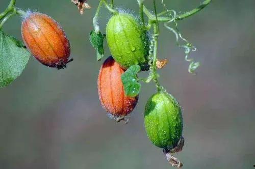 王瓜可以吃么,可食用还是观赏佳品？揭秘其食用价值与观赏魅力