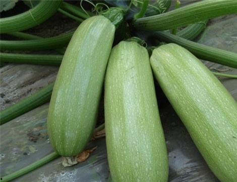 吃棚瓜有什么好处,健康生活新选择”