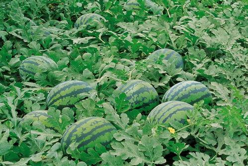 兰财吃瓜群,校园生活趣味横生